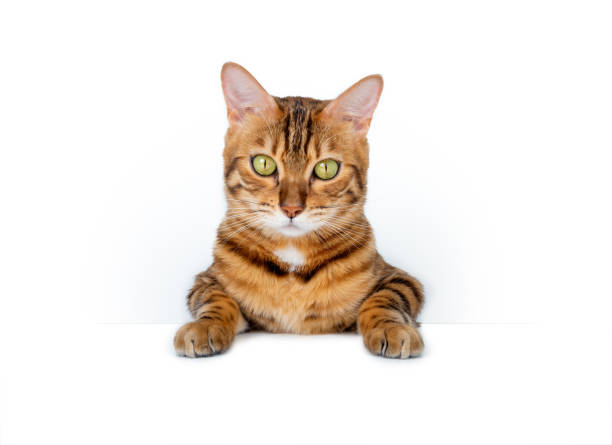 istock Bengal domestic cat hanging on blank sign isolated on white background 1329722071
