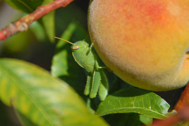 Green cricket on a ripe peach in nature, Macro