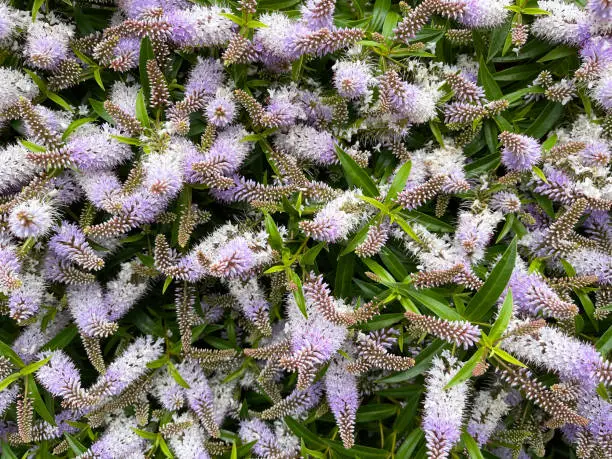 Unusual plants such as this cluster of Hebe flowers in bloom and wildlife exist and show themselves in summer at the water's edge of Poole Harbour, Dorset, England, UK.