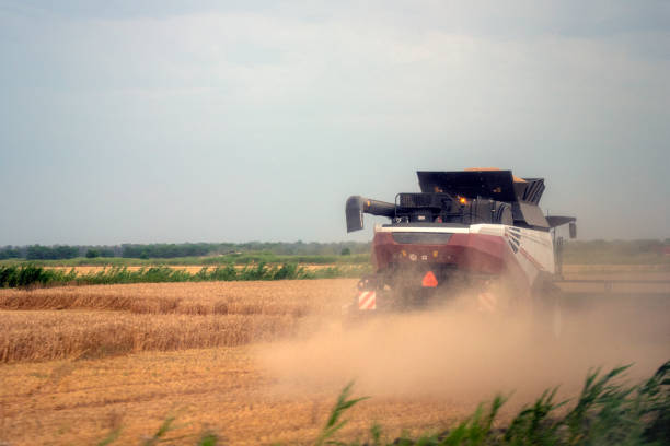 Agricultural harvester harvesting wheat field