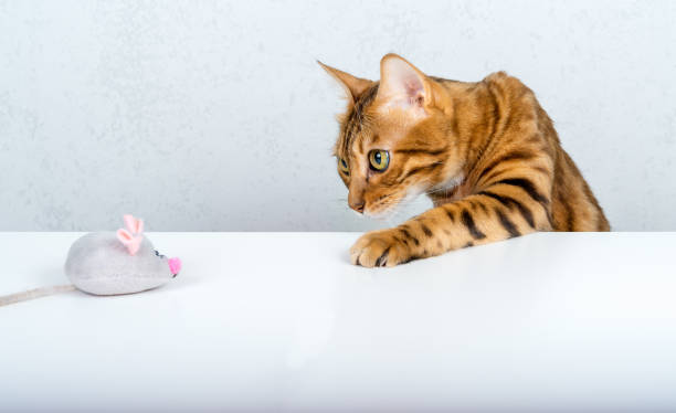 um gato bengala engraçado brinca com um pequeno rato cinza de pelúcia na mesa. - domestic cat gray kitten paw - fotografias e filmes do acervo