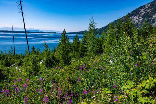 istock Jenny Lake Trail to Inspiration Point 1329728881