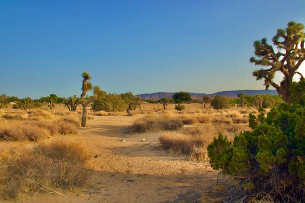 kuvapankkikuvat ja rojaltivapaat kuvat aiheesta kalifornian aavikkomaisema - lancaster california