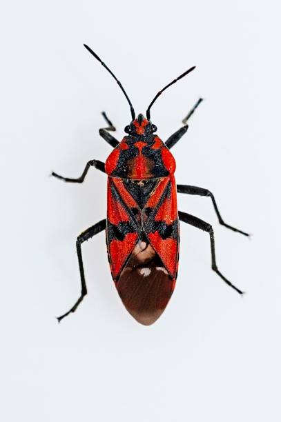 istock Insects of the Order Hemiptera 1329730001