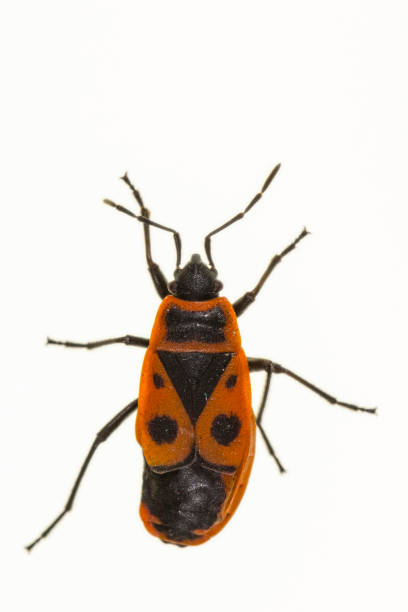 istock Insects of the Order Hemiptera 1329730005
