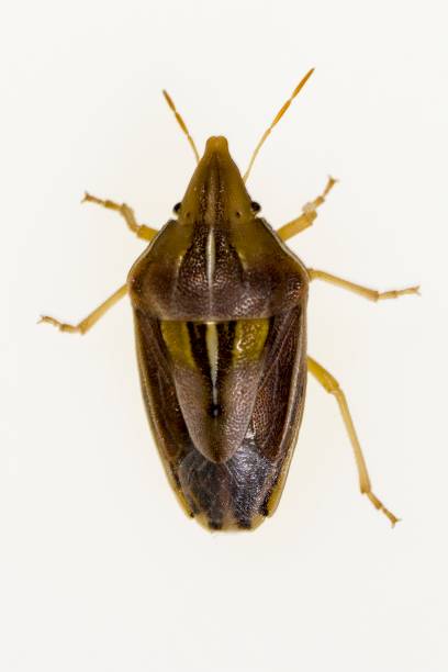 istock Insects of the Order Hemiptera 1329730008