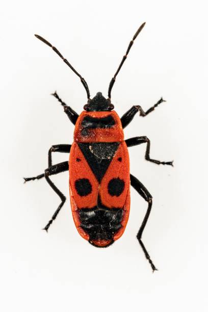 istock Insects of the Order Hemiptera 1329730014