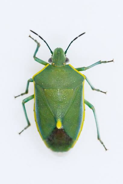 istock Insects of the Order Hemiptera 1329730030