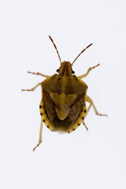 istock Insects of the Order Hemiptera 1329730035
