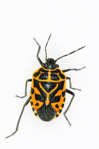 Eurydema ventralis is a shield insect of the family Pentatomidae, subfamily Pentatominae.