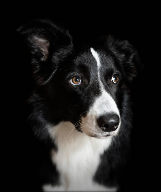 istock Studio shot of a border collie looking at camera with black background 1329730763