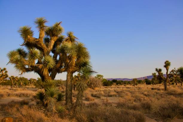 kuvapankkikuvat ja rojaltivapaat kuvat aiheesta kalifornian aavikkomaisema - lancaster california