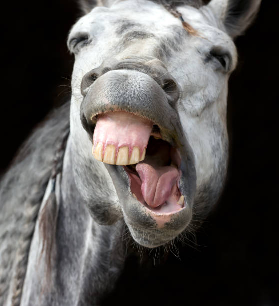 istock Funny Animal Crazy Horse Happy Vertical 1329732716