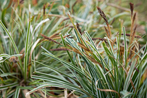 istock Carex oshimensis close up 1329734461