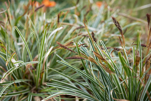 istock Carex oshimensis close up 1329734462