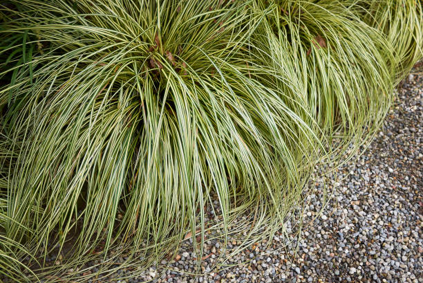 Carex oshimensis close up variegated leaves of Carex oshimensis plant sedge stock pictures, royalty-free photos & images