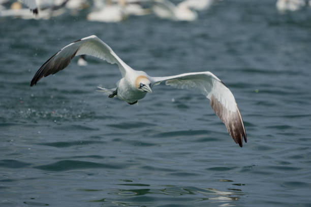 istock Gannet, Morus bassanus 1329735109