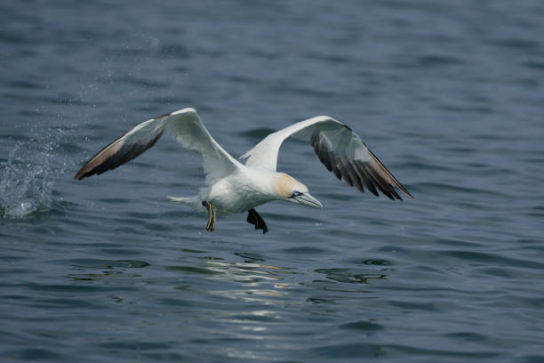 istock Gannet, Morus bassanus 1329735114