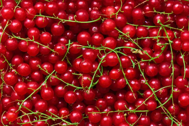 Freshly picked redcurrants background, top view, healthy nutrition