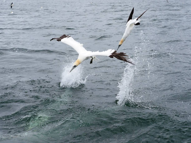 istock Gannet, Morus bassanus 1329735135