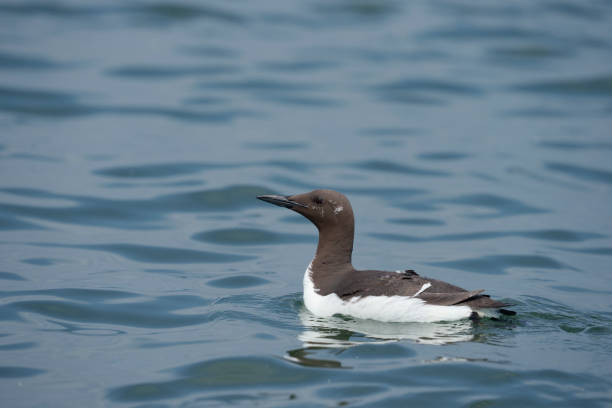 istock Guillemot, Uria aalge 1329735164