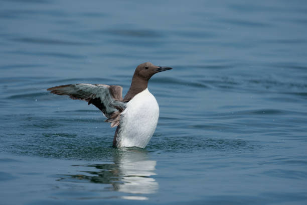 Guillemot, Uria aalge, Single bird on water, Yorkshire, U.K., July 2021