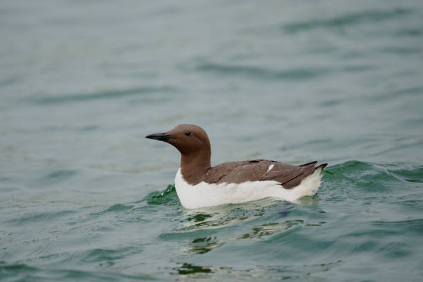 istock Guillemot, Uria aalge 1329735176