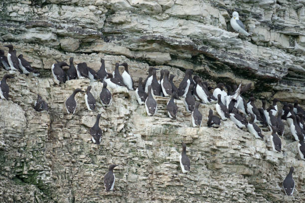 istock Guillemot, Uria aalge 1329735198
