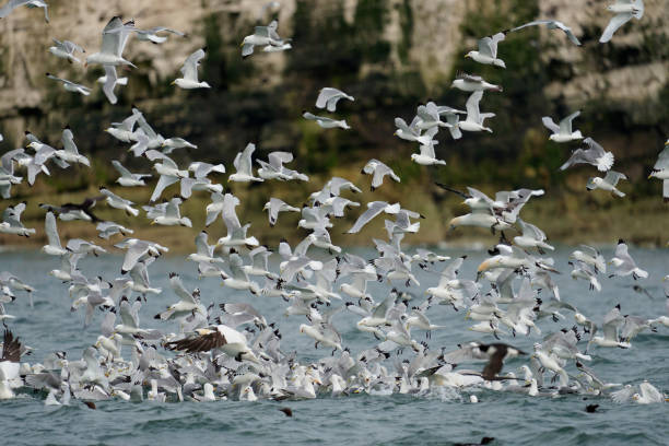 istock Kittiwake, Rissa tridactyla 1329735266