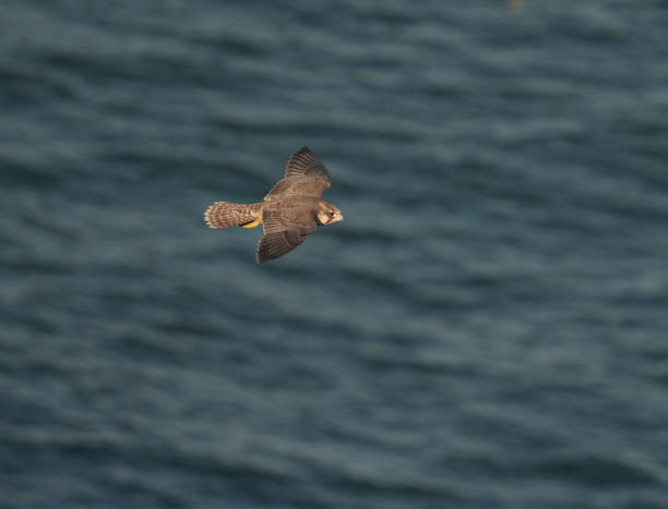 istock Peregrine, Falco peregrinus 1329735292
