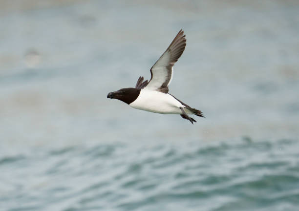 istock Razorbill, A lae torda 1329735341