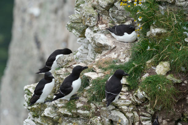 istock Razorbill, A lae torda 1329735372