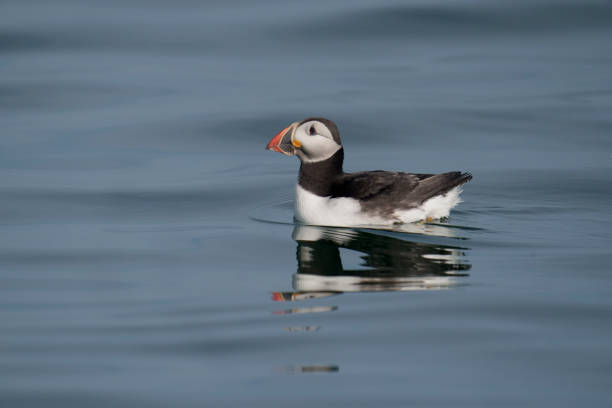 istock Atlantic Puffin, Fratercula arctica 1329735394