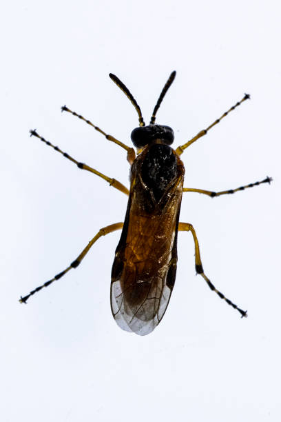istock Insects of the order Hymenopteros 1329735501