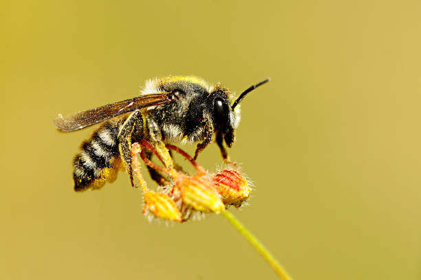 istock Insects of the order Hymenopteros 1329735513
