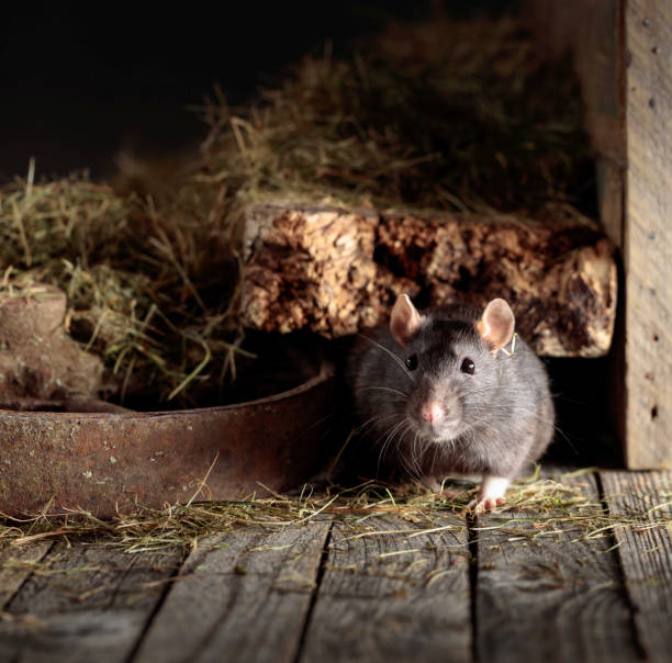 istock Rat in an old wooden barn. 1329735578