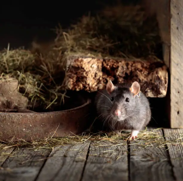 Photo of Rat in an old wooden barn.