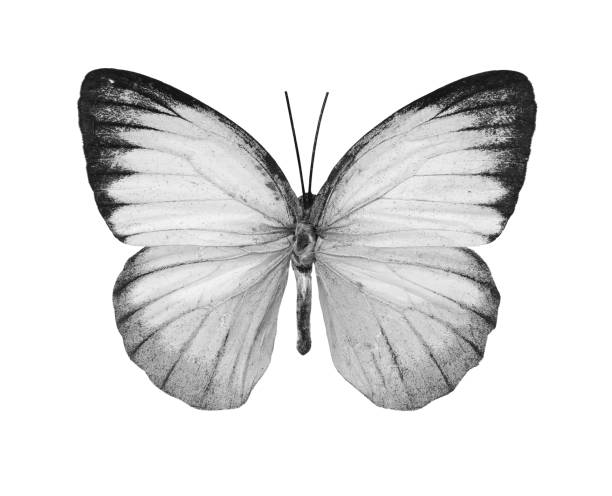 istock Black and white photo 1329735770