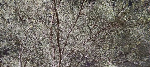 istock Night view of plants and abstracts 1329736112