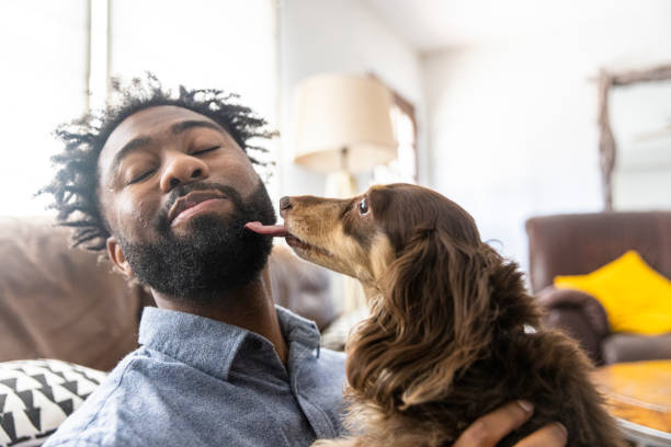 istock Young black man playing with dogs 1329736868