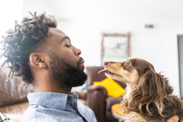 istock Young black man playing with dogs 1329737028