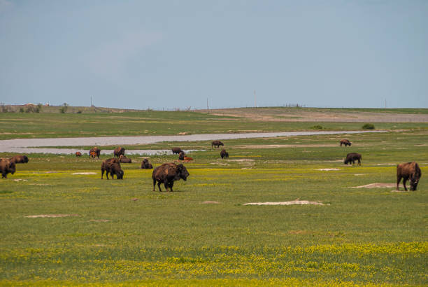 istock Bisons spread in green landscape, Badlands, SD, USA 1329737288