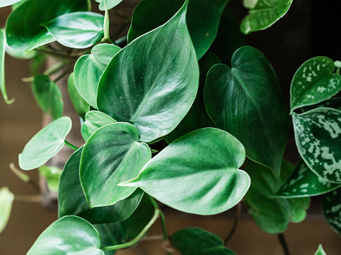 The beautiful heart leaf philodendron in a close up look. Perfect for any urban jungle blogger, urban jungle lover or fan of the urban jungle trend.