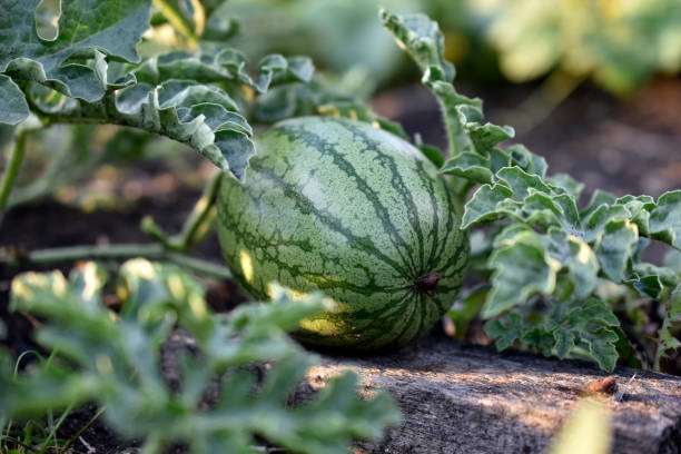 istock Green beautiful watermelon fruit seedlings in the field 1329738476