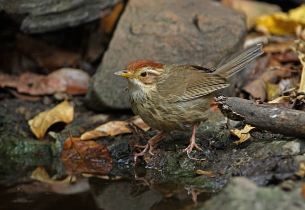 퍼프 목바블러 - jungle babbler 뉴스 사진 이미지