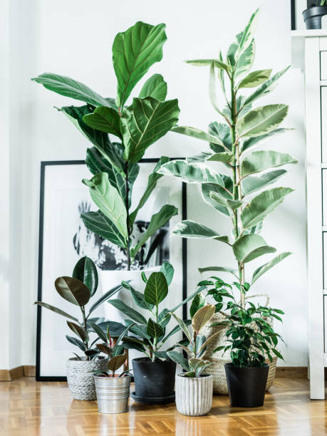 Ficus Plant Family Portrait Different Ficus Plants gattered together in a this interior for a cute family photo. Ficus Elastica, Ficus Lyrata, Ficus Benghalensis also known as Ficus Audrey and the beautiful Ficus Benjamina. Urban Jungle Home and Plant Enthusiast love this classic plant family. indian rubber houseplant stock pictures, royalty-free photos & images