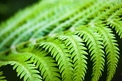 Single fern frond with in focus foreground and out of focus diminishing branches. Room for copy on top.