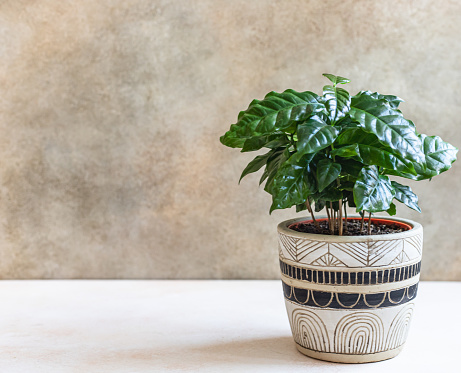 Un joven árbol de café crece en una maceta sobre fondo de hormigón. Cafetería o concepto de jardinería casera. photo
