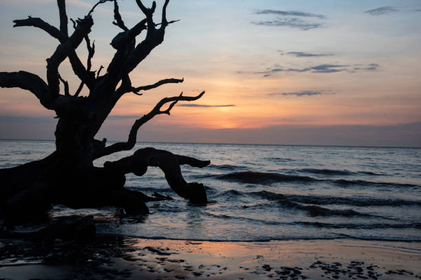 istock Sunrise silhouettes around fallen tree trunks in Jekyll Island. 1329739566