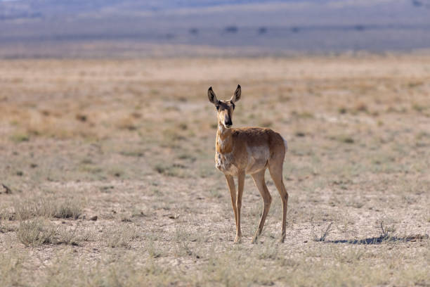 istock Pronghorn Antelope Doe in Utah 1329740189